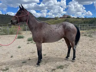 Bay roan Quarter Horse Gelding, 5 Year Old Bay Roan Quarter Horse Gelding for Sale in Mancos, CO, photo 2 of 3