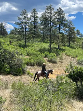 Bay roan Quarter Horse Gelding, 5 Year Old Bay Roan Quarter Horse Gelding for Sale in Mancos, CO, photo 3 of 3