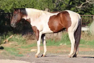 Mac Daddy, 5 Year Old Bay Paint Gelding for Sale in Cushing, TX