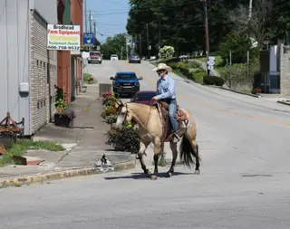 Mike's Poco Whiz, 5 Year Old Buckskin Quarter Horse Gelding for Sale in Mt. Vernon, KY