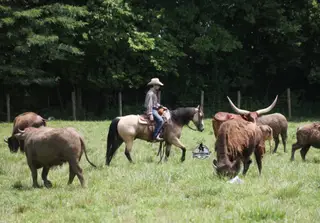 Mike's Poco Whiz, 5 Year Old Buckskin Quarter Horse Gelding for Sale in Mt. Vernon, KY, photo 3 of 4