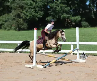 Mike's Poco Whiz, 5 Year Old Buckskin Quarter Horse Gelding for Sale in Mt. Vernon, KY, photo 4 of 4