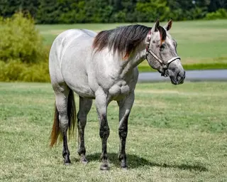 Sorrel Gelding