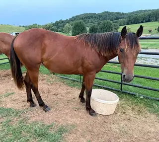 SCR Mysticl BlackJak, 1 Year Old Bay Quarter Horse Filly for Sale in Morristown, TN