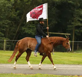 Nite Trip Chic (Royal), 5 Year Old Sorrel Quarter Horse Gelding for Sale in Millersburg, OH, photo 2 of 4