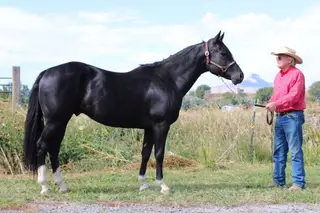 Zipin Fourth Of July, 8 Year Old Black Quarter Horse Stallion for Sale in Powell, WY