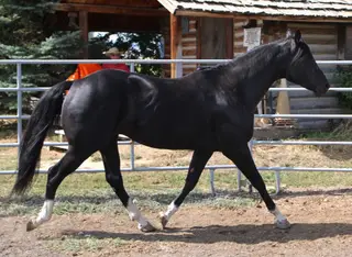 Zipin Fourth Of July, 8 Year Old Black Quarter Horse Stallion for Sale in Powell, WY, photo 2 of 5