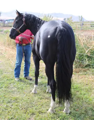 Zipin Fourth Of July, 8 Year Old Black Quarter Horse Stallion for Sale in Powell, WY, photo 3 of 5