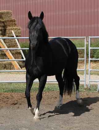Zipin Fourth Of July, 8 Year Old Black Quarter Horse Stallion for Sale in Powell, WY, photo 4 of 5