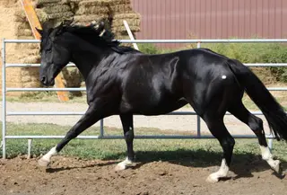 Zipin Fourth Of July, 8 Year Old Black Quarter Horse Stallion for Sale in Powell, WY, photo 5 of 5