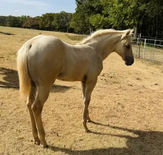 Colonel Hancocks Gal (Peaches), Foal Palomino Quarter Horse Filly for Sale in Meeker, OK