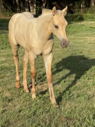 Colonel Hancocks Gal (Peaches), Foal Palomino Quarter Horse Filly for Sale in Meeker, OK, photo 2 of 6