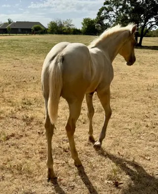 Colonel Hancocks Gal (Peaches), Foal Palomino Quarter Horse Filly for Sale in Meeker, OK, photo 3 of 6
