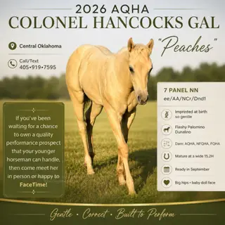 Colonel Hancocks Gal (Peaches), Foal Palomino Quarter Horse Filly for Sale in Meeker, OK, photo 4 of 6