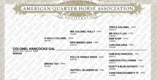 Colonel Hancocks Gal (Peaches), Foal Palomino Quarter Horse Filly for Sale in Meeker, OK, photo 5 of 6
