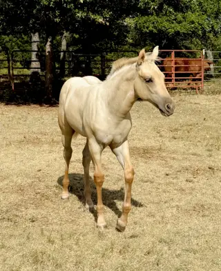 Colonel Hancocks Gal (Peaches), Foal Palomino Quarter Horse Filly for Sale in Meeker, OK, photo 6 of 6