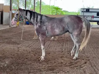 Grey Quarter Horse Mare