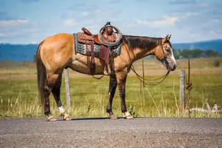 Peanut, 4 Year Old Grullo Quarter Horse Gelding for Sale in ID