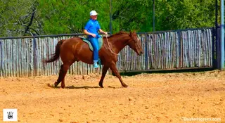 Dually Dually, 20 Year Old Quarter Horse Gelding for Sale in TX