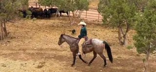 Pistol, 3 Year Old Roan Quarter Horse Gelding for Sale in Altamont, UT, photo 3 of 5