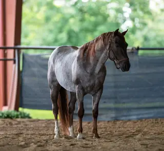 Superteles, 7 Year Old Red Roan Quarter Horse Stallion for Sale in Quinlan, TX