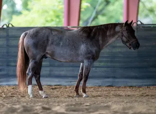 Superteles, 7 Year Old Red Roan Quarter Horse Stallion for Sale in Quinlan, TX, photo 2 of 3