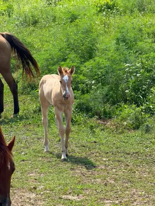 Colt by Dual Equis