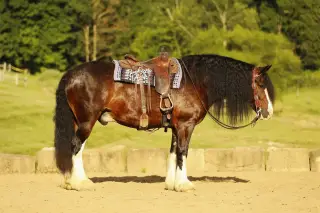 Ultimate, 8 Year Old Bay Clydesdale Gypsy Cross Gelding for Sale