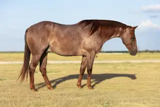Alvin, 5 Year Old Red Roan Quarter Horse Gelding for Sale in Troy, TX