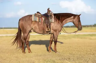 Alvin, 5 Year Old Red Roan Quarter Horse Gelding for Sale in Troy, TX, photo 2 of 4