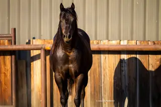 Mufasa, 2 Year Old Black Gelding for Sale in Ellensburg, WA