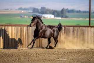 Mufasa, 2 Year Old Black Gelding for Sale in Ellensburg, WA, photo 2 of 5