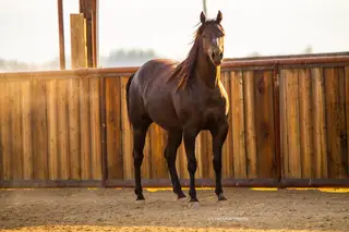 Mufasa, 2 Year Old Black Gelding for Sale in Ellensburg, WA, photo 3 of 5
