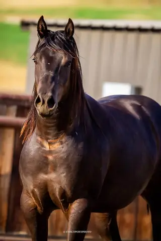 Mufasa, 2 Year Old Black Gelding for Sale in Ellensburg, WA, photo 4 of 5