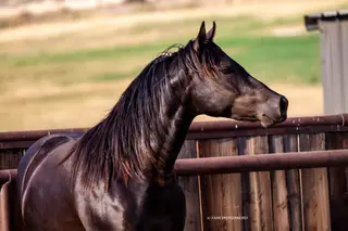 Mufasa, 2 Year Old Black Gelding for Sale in Ellensburg, WA, photo 5 of 5