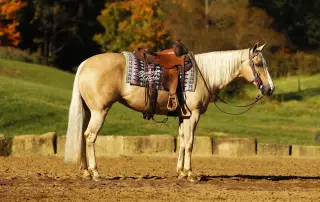 Rapunzel, 10 Year Old Palomino Quarter Horse Mare for Sale