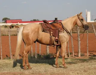 Pennies Trigger Man, 6 Year Old Palomino Quarter Horse Gelding for Sale in OK