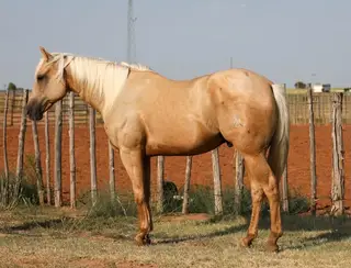 Pennies Trigger Man, 6 Year Old Palomino Quarter Horse Gelding for Sale in OK, photo 2 of 2