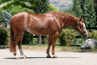 Gelding by Shiners Voodoo Dr