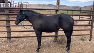 Classy N Macho, 1 Year Old Black Quarter Horse Filly for Sale in Fort Davis, TX, photo 2 of 5