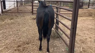 Classy N Macho, 1 Year Old Black Quarter Horse Filly for Sale in Fort Davis, TX, photo 4 of 5