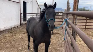 Classy N Macho, 1 Year Old Black Quarter Horse Filly for Sale in Fort Davis, TX, photo 5 of 5