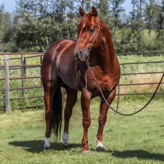 My Own Sweet Katz (Lil Sue), 1 Year Old Sorrel Quarter Horse Filly for Sale in Spruce Grove, AB