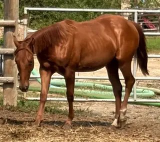 My Own Sweet Katz (Lil Sue), 1 Year Old Sorrel Quarter Horse Filly for Sale in Spruce Grove, AB, photo 3 of 5