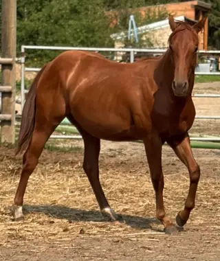 My Own Sweet Katz (Lil Sue), 1 Year Old Sorrel Quarter Horse Filly for Sale in Spruce Grove, AB, photo 4 of 5