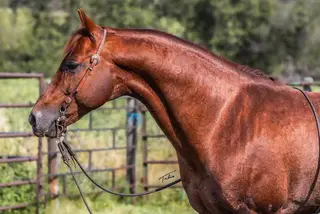 My Own Sweet Katz (Lil Sue), 1 Year Old Sorrel Quarter Horse Filly for Sale in Spruce Grove, AB, photo 5 of 5