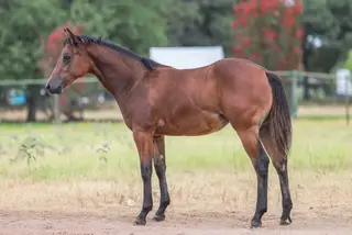 Filly by Gunner Dun It Again, Dark Brown Quarter Horse Filly for Sale