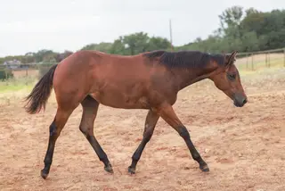 Filly by Gunner Dun It Again, Dark Brown Quarter Horse Filly for Sale, photo 2 of 3