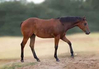 Filly by Gunner Dun It Again, Dark Brown Quarter Horse Filly for Sale, photo 3 of 3