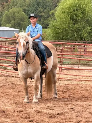 Papa Smurf, 11 Year Old Palomino Haflinger Gelding for Sale in Pittsburg, TX